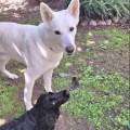 PARLE-COURAMMENT-LE-CHIEN-!-1057212-2