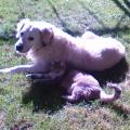 https://fr.holidog.com/ImagesPetSitters/10437451-CB86-45B6-A992-34EDAB394BB6_square_120.jpg Les-Amis-des-Animaux-86916-0