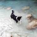 https://fr.holidog.com/ImagesPetSitters/104FF8D0-27ED-43D1-85C2-CA590A8AE76D_square_120.jpg Just'happy-avec-juju-zéro-soucis-907940-2