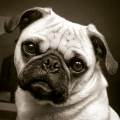 https://fr.holidog.com/ImagesPetSitters/10CC9DE4-4917-4919-902D-85220A611E28_square_120.jpg Promenades-pour-des-chiens-heureux!-220033-3