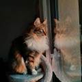 https://fr.holidog.com/ImagesPetSitters/111BE277-F017-4A99-9A98-6FE77E102675_square_120.jpg 1174589-0
