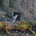 https://fr.holidog.com/ImagesPetSitters/1143389C-32C2-4FE7-ADA9-F86AE944AB56_square_120.jpg 19044-2