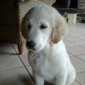 https://fr.holidog.com/ImagesPetSitters/11474C09-C590-4566-9557-441B09B79D51_square_120.jpg 38078-0