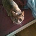 https://fr.holidog.com/ImagesPetSitters/116F3644-D9CE-4B04-AA88-ED672C3F3720_square_120.jpg 14303-2