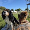 https://fr.holidog.com/ImagesPetSitters/117AB007-3669-4DD4-B66D-88BE2987237A_square_120.jpg DAMIDO-PETSITTER-78-1053211-3