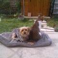 https://fr.holidog.com/ImagesPetSitters/11820E3E-0272-4E74-A4B1-71B811CBD22D_square_120.jpg Mille-et-une-pattes-pet-sitting-222046-3