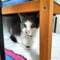 https://fr.holidog.com/ImagesPetSitters/11A0126E-A8B0-4474-A888-B6615876E2FD_square_120.jpg L'amour-des-chats-914162-3