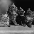 https://fr.holidog.com/ImagesPetSitters/11BA523B-1EF3-4044-B97A-161450F46A19_square_120.jpg Un-appartement-pour-les-chats-238778-0
