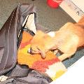 https://fr.holidog.com/ImagesPetSitters/11DBD064-F06B-4B29-8EA7-7C7A9ABCE71E_square_120.jpg 11024-2