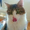 https://fr.holidog.com/ImagesPetSitters/120BE403-D4F5-435F-A6AB-3BF56F4634BB_square_120.jpg Amoureuse-des-animaux--122186-2