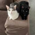 https://fr.holidog.com/ImagesPetSitters/120D0746-DF41-4D96-BDE3-8008327FA720_square_120.jpg Petsitter-fiable-et-attentionnée--1049377-0