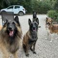 https://fr.holidog.com/ImagesPetSitters/12132EC7-916D-4B7A-A7D7-609FE2ABEB6D_square_120.jpg La-maison-des-chiens-1111483-2