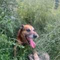 Virgin’Petsitter--1090539-0