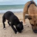 https://fr.holidog.com/ImagesPetSitters/12D85CD0-DB57-4040-86EB-AE0A928218FF_square_120.jpg Le-paradis-des-chiens-1092836-3