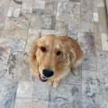 🐾-Pet-sitter-de-confiance-1180338-3