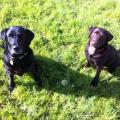 https://fr.holidog.com/ImagesPetSitters/12FF057A-BC75-43B2-BBB4-7A8302A86208_square_120.jpg Pets-Addict--88723-2