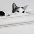 https://fr.holidog.com/ImagesPetSitters/131A2413-23C3-45D2-AFA1-36536AFD79BA_square_120.jpg Un-appartement-pour-les-chats-238778-2