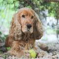 https://fr.holidog.com/ImagesPetSitters/132BF370-8B1D-4942-B48E-6F41BBD4FB53_square_120.jpg Pour-vos-petits-animaux-311521-0