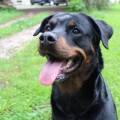 https://fr.holidog.com/ImagesPetSitters/13938442-0EF0-4756-B23E-40CFBD1BD466_square_120.jpg 1078758-2