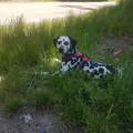 https://fr.holidog.com/ImagesPetSitters/14B8B93B-B447-4F84-BA86-B9BD63D05F4F_square_120.jpg 470821-2