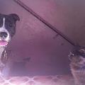 https://fr.holidog.com/ImagesPetSitters/14C12D13-43A5-4923-B1AE-FB60FCE68BD1_square_120.jpg Vacances-en-toute-confiance-!-40670-1