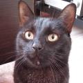 https://fr.holidog.com/ImagesPetSitters/1518F9A9-5E49-4989-BA46-3F4907C04942_square_120.jpg --157012-3