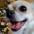 https://fr.holidog.com/ImagesPetSitters/166A5BEA-2529-46AF-A405-50B732459239_square_120.jpg Garde-d'animaux-a-votre-domicile-1109293-1