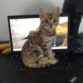 https://fr.holidog.com/ImagesPetSitters/16C53410-449E-4BC8-AD9B-ADBC57B72B47_square_120.jpg Cat/dog-sitter--1055054-0