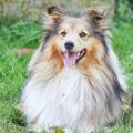 https://fr.holidog.com/ImagesPetSitters/16E68278-BBA5-45C7-A0D9-D67C4CAD29DF_square_120.jpg Liloo-Pet'Craft-Home-17176-1