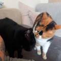 https://fr.holidog.com/ImagesPetSitters/17703F8D-D792-4990-9EB6-9DF460944862_square_120.jpg Amour-d-animaux--1016395-1