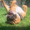 https://fr.holidog.com/ImagesPetSitters/177B4021-ADD2-4BD5-AD45-B6F8F5A12403_square_120.jpg 1058765-0
