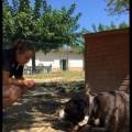 Les-patounes-de-Tyson-1150337-2