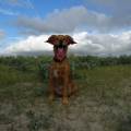 https://fr.holidog.com/ImagesPetSitters/17BD2FF9-C00A-4712-8C0C-84E5FA9B3B94_square_120.jpg Garde-dans-ma-petite-campagne-1063488-1