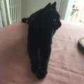 https://fr.holidog.com/ImagesPetSitters/17CD6E73-BF1E-4747-80B8-82B24BC168EA_square_120.jpg Au-Chat-Noir--464063-2