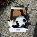 La-compagnie-des-animaux-356653-1
