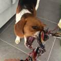 🐾-Pet-sitter-de-confiance-1180338-2