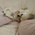 https://fr.holidog.com/ImagesPetSitters/187CE6D2-32DF-4E10-BB9E-1B2EDC735B50_square_120.jpg Garde-d'animaux-a-votre-domicile-1109293-3