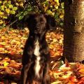 https://fr.holidog.com/ImagesPetSitters/18B7BF1B-3504-461B-AD48-8EC850AAB26D_square_120.jpg Une-rose-pour-Byron-10775-1