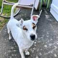Des-vacances-pour-votre-loulou-1058651-1