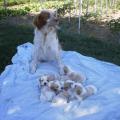 Par-amour-des-animaux-87345-2