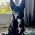 Justine|Petsitter-920210-0