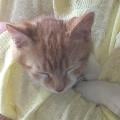 petsitter stranger