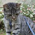 Garde-en-bonne-compagnie-1168421-1