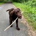 Des-vacances-pour-votre-loulou-1058651-3