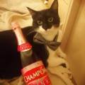 Les-chats-sont-nos-dieux-402943-2