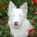 https://fr.holidog.com/ImagesPetSitters/19F41FC1-5B53-4BA3-82AD-256EC47157BA_square_120.jpg Passionnée-et-amoureuse-des-animaux-1151056-1