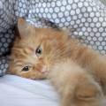 https://fr.holidog.com/ImagesPetSitters/1A290E6E-4020-491A-B925-2338AB558489_square_120.jpg PET-SITTER-POUR-VOS-ANIMAUX-CET-ETE-1070747-2