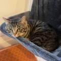 Le-paradis-des-chats-1189712-3