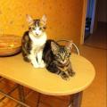 https://fr.holidog.com/ImagesPetSitters/1AE39FA3-F9F3-47F5-889F-5744CFFE10B5_square_120.jpg Amoureuse-des-Chats-144982-1