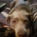 Gardes-Centre-ville---bord-Loire-🐶-516757-1